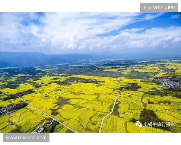 开云体育现金开户流程详解助你轻松开启高收益体育博彩体验